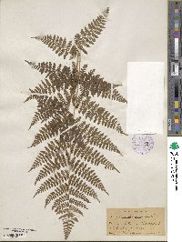 Dryopteris intermedia image