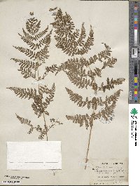 Dryopteris intermedia image