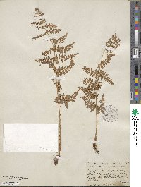 Dryopteris intermedia image