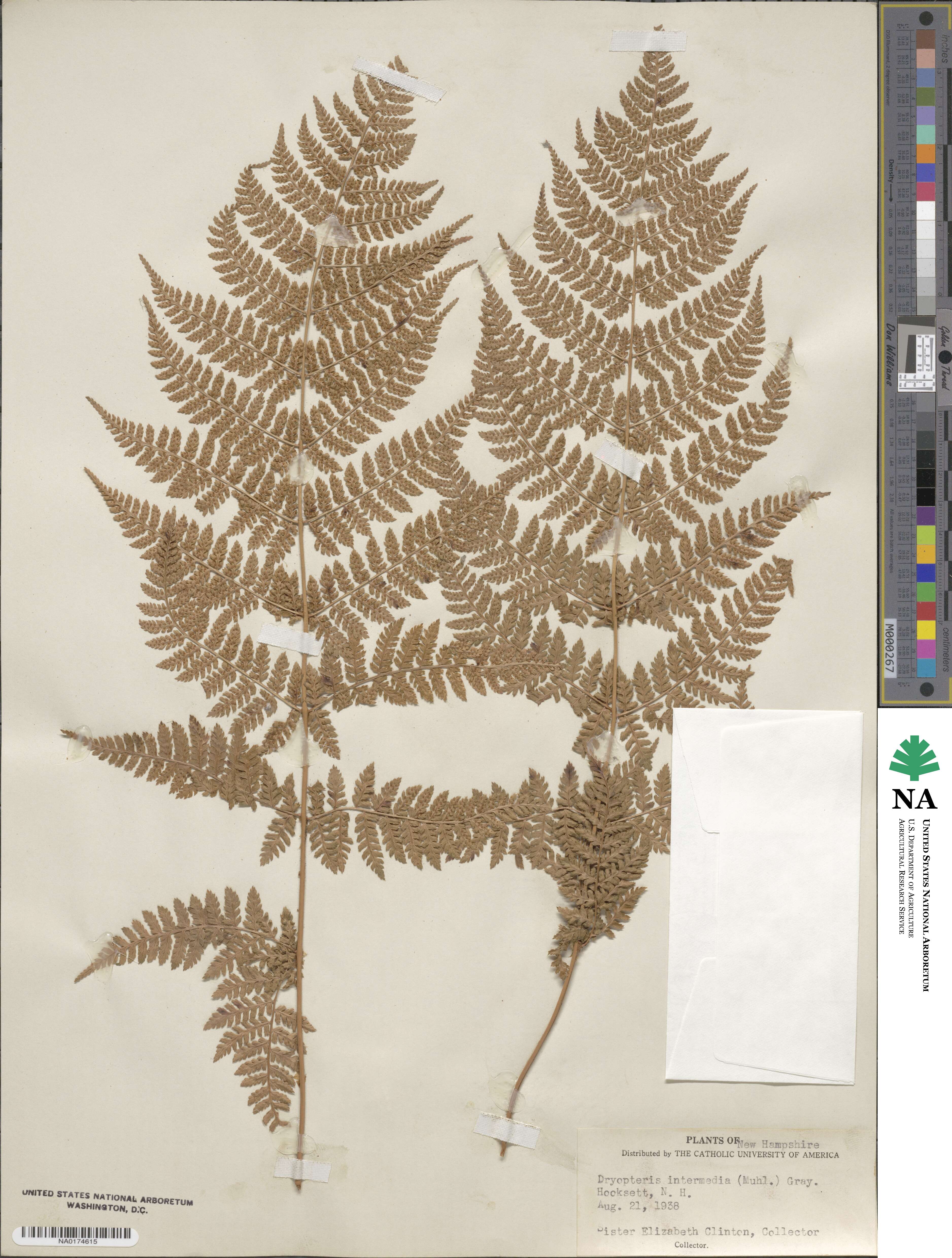 Dryopteris intermedia image