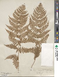 Dryopteris intermedia image