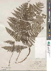 Dryopteris intermedia image