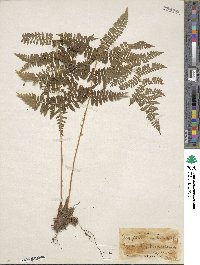 Dryopteris intermedia image