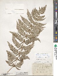 Dryopteris intermedia image