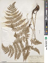 Dryopteris intermedia image