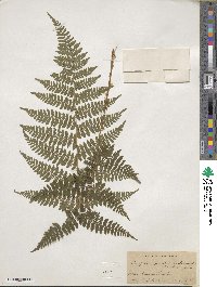 Dryopteris intermedia image