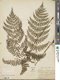 Dryopteris intermedia image