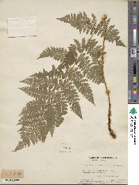 Dryopteris intermedia image