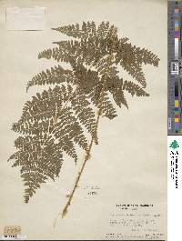 Dryopteris intermedia image