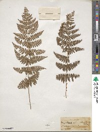 Dryopteris intermedia image