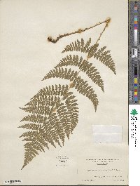 Dryopteris intermedia image