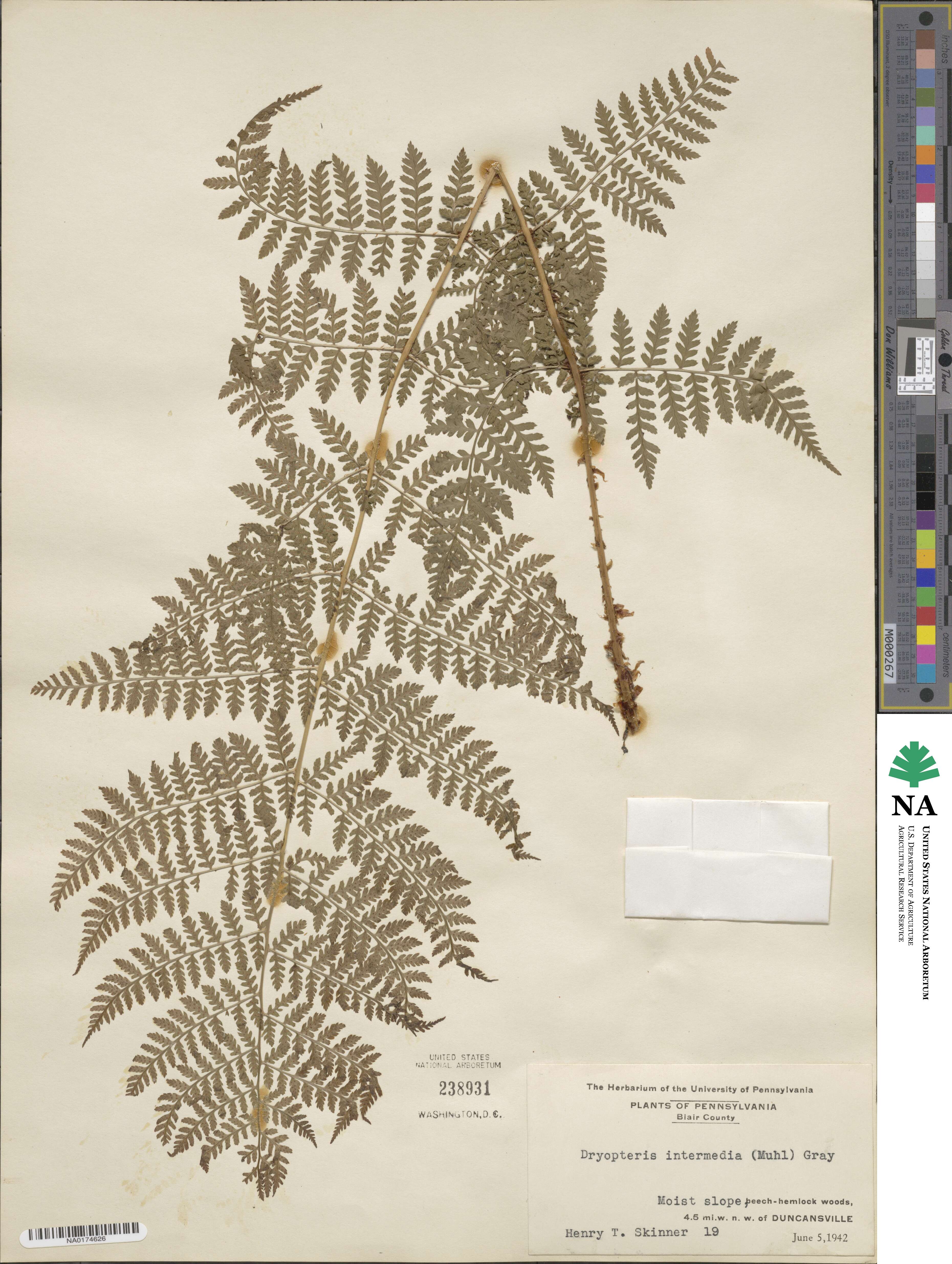 Dryopteris intermedia image