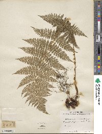 Dryopteris intermedia image