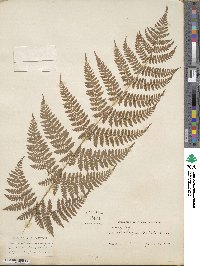 Dryopteris intermedia image