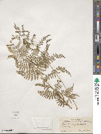 Dryopteris intermedia image