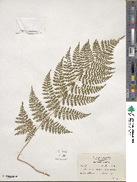 Dryopteris intermedia image