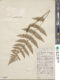 Dryopteris intermedia image