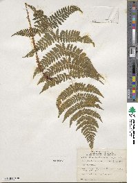 Dryopteris intermedia image