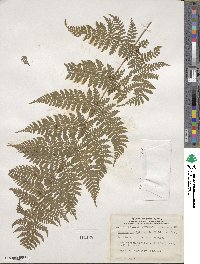 Dryopteris intermedia image