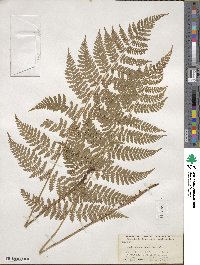 Dryopteris intermedia image