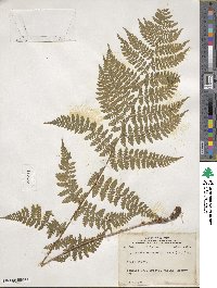 Dryopteris intermedia image