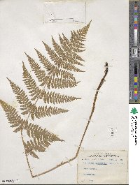 Dryopteris intermedia image