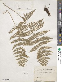 Dryopteris intermedia image