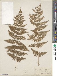 Dryopteris intermedia image