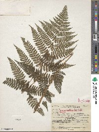 Dryopteris intermedia image