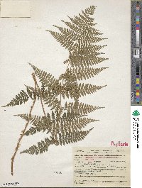 Dryopteris intermedia image