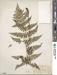 Dryopteris intermedia image