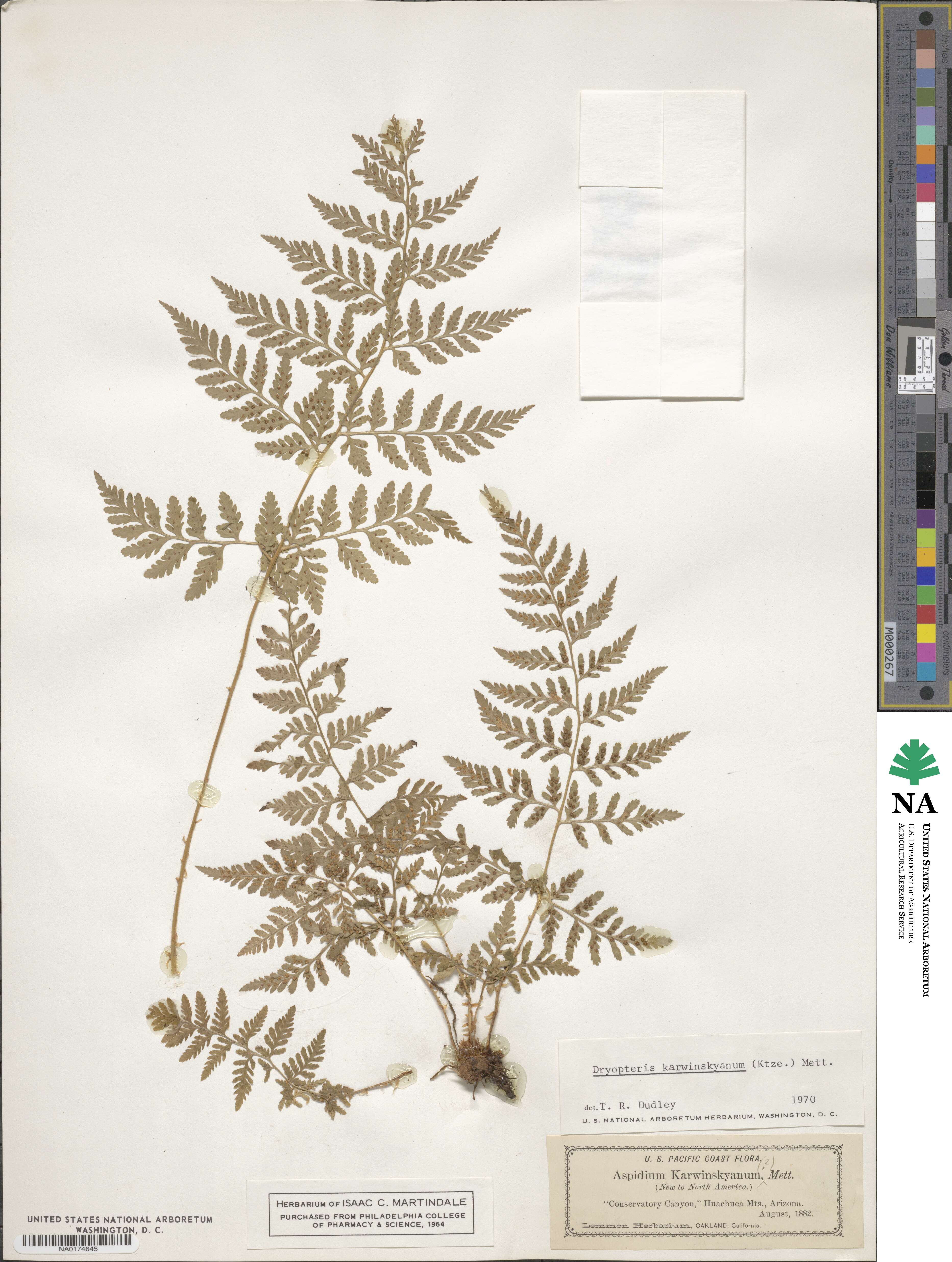 Dryopteris karwinskyana image