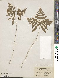 Gymnocarpium dryopteris image