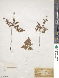 Gymnocarpium dryopteris image