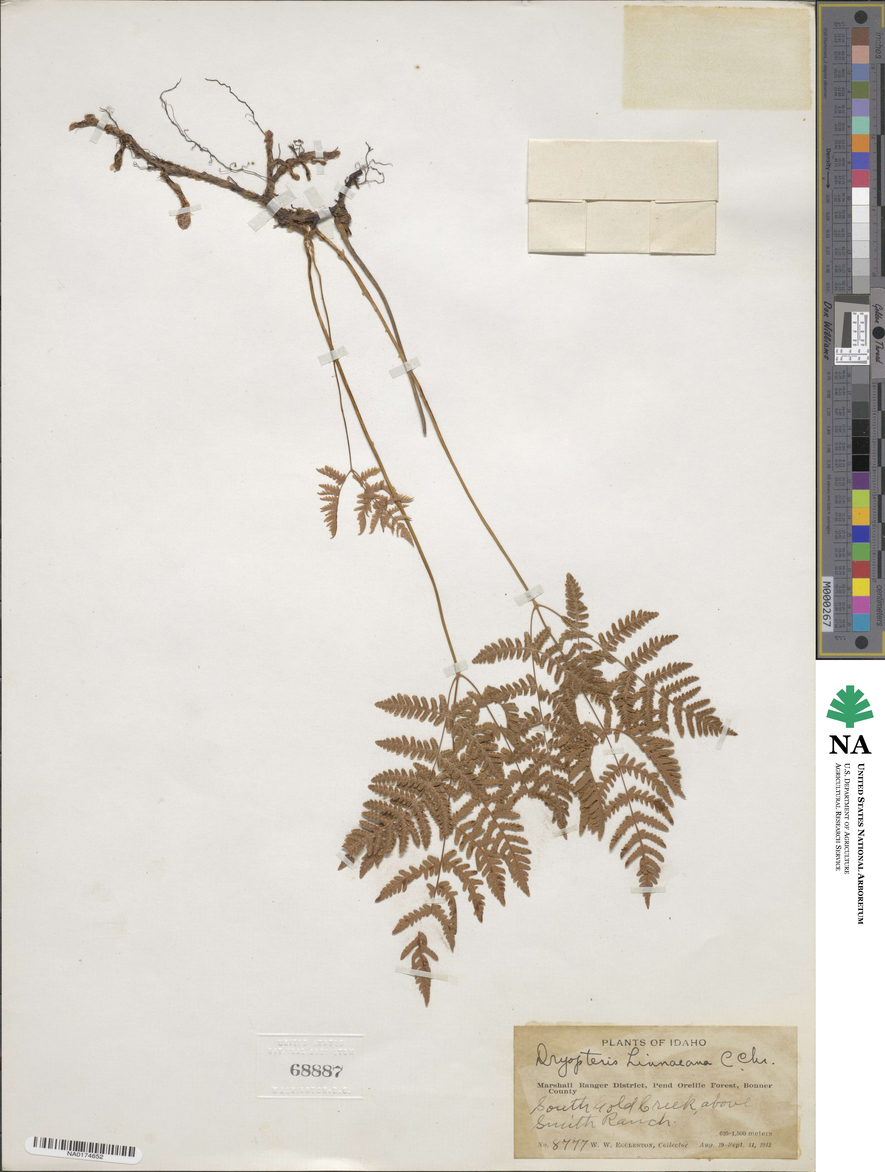 Gymnocarpium dryopteris image