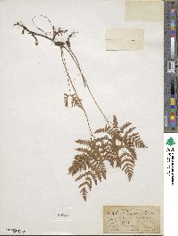 Gymnocarpium dryopteris image