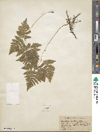 Gymnocarpium dryopteris image