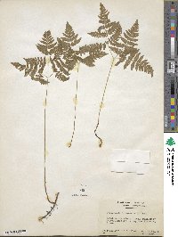 Gymnocarpium dryopteris image