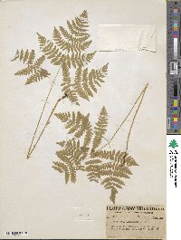 Gymnocarpium dryopteris image