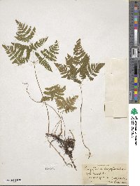 Gymnocarpium dryopteris image