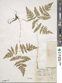 Gymnocarpium dryopteris image