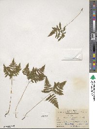 Gymnocarpium dryopteris image