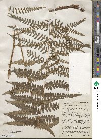 Dryopteris ludoviciana image