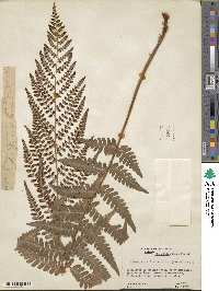 Dryopteris ludoviciana image