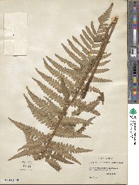 Dryopteris ludoviciana image