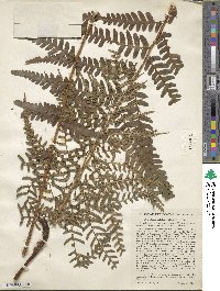 Dryopteris ludoviciana image