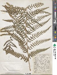 Dryopteris ludoviciana image