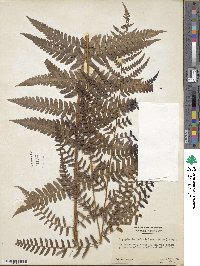 Dryopteris ludoviciana image