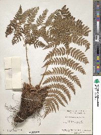 Dryopteris marginalis image