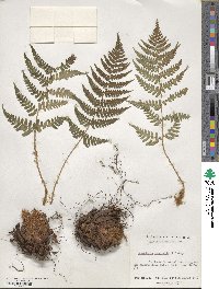 Dryopteris marginalis image